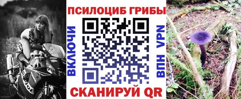 Купить  Донской  Галлюциногенные грибы Psilocybe 